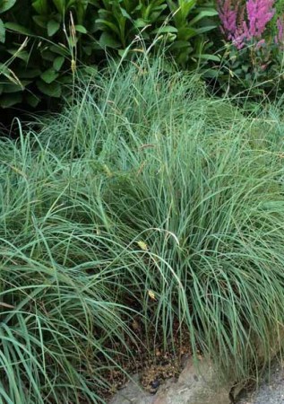 CAREX flacca Blue Zinger